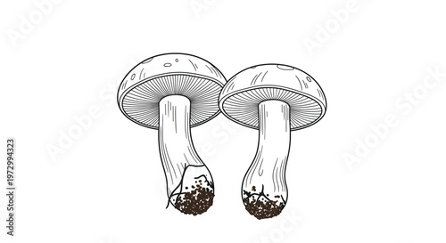 Detailed black and white line art illustration of two mushrooms with textured caps and stalks on a white background.
