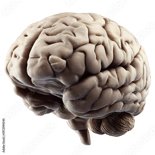 Realistic 3 d render of a human brain on transparent background for medical and educational purposes