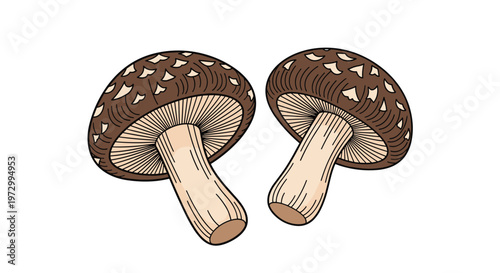 Pair of edible shiitake mushrooms with distinctive brown patterned caps and thick stalks shown from an angled perspective on white background.