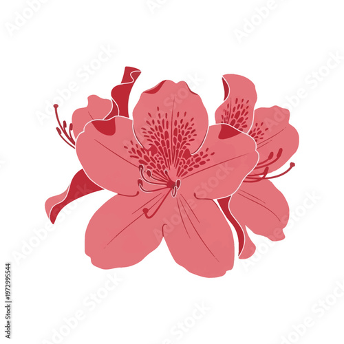 Minimalist pink azalea flower vector illustration featuring delicate coral petals with internal details and prominent stamens, isolated on white background for botanical design.
