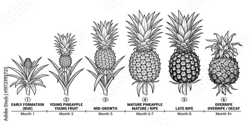 Pineapple growth stages from bud to overripe on transparent background