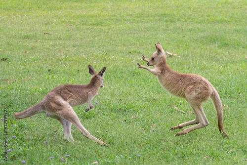 Kangaroo fun