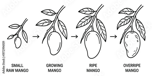 Stages of mango growth from small raw to ripe and overripe fruit