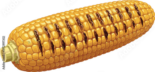 Vector Illustration of a Fresh Corn on the Cob with Yellow Kernels and a Clean Husk on a White Background