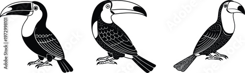 Toucan bird illustrations set, tropical wildlife collection with exotic beak birds for nature design