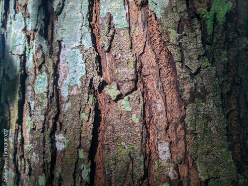 Fotografi surface, mahogany wood background, wood texture, close up view of mahogany tree