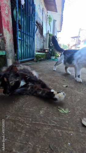 Video of a black cat with black fur and a hint of brown lying on the asphalt road, stretching leisurely. Footage of the furry wild animal roaming around a residential area in steady 4K High Resolution