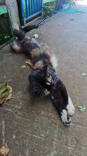 Video of a black cat with black fur and a hint of brown lying on the asphalt road, stretching leisurely. Footage of the furry wild animal roaming around a residential area in steady 4K High Resolution