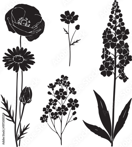 Collection of black silhouette wildflowers including poppy daisy and delphinium on transparent background, botanical illustration for design.