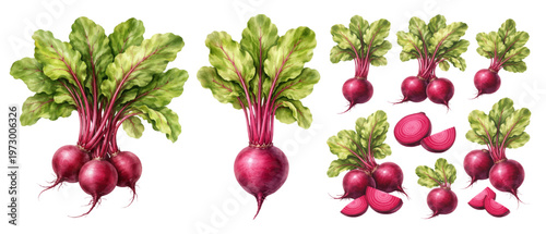 A charming watercolor collection of beets featuring fresh red root vegetables with leafy green tops and sliced garden produce illustrated in a natural botanical food style.