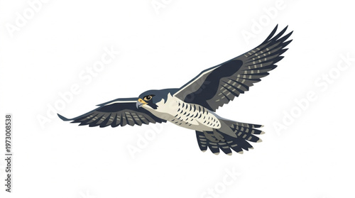 Peregrine Falcon Flying Illustration Isolated on White Background