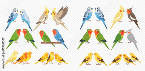 Vector illustration set of various colorful parrot pairs including budgies, cockatiels, lovebirds, and canaries, isolated on a transparent background.