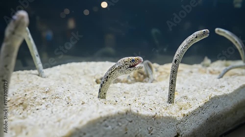 Eel Garden Marine Life Display.