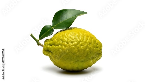 Rough Lemon with Leaf - A Vibrant Citrus Still Life.