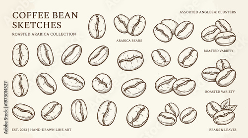 Coffee bean sketch collection with hand drawn roasted seeds