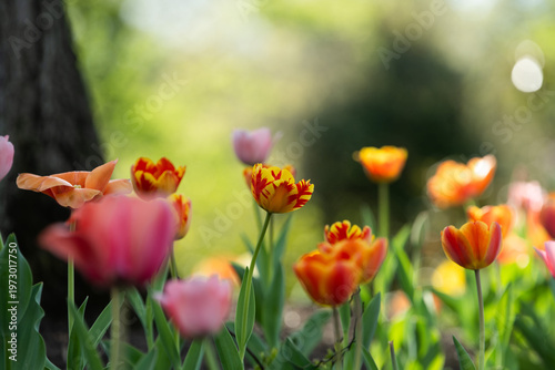 Golden Hour Backlit Tulip with Red and Yellow Petals