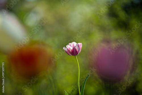 Delicate Bi-Color Tulip in Spring Garden