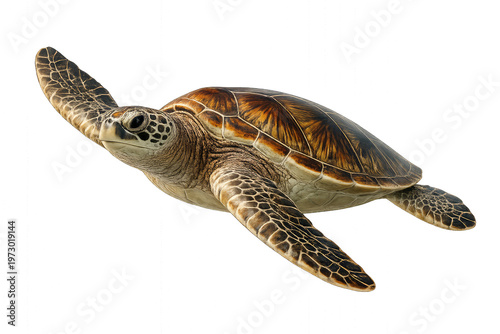 Sea turtle isolated on transparent background with detailed natural shell texture