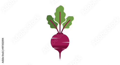 Beetroot Vegetable with Green Leaves.