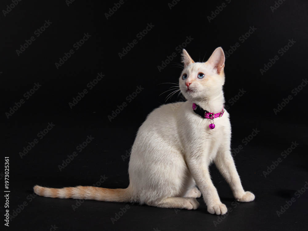 Naklejka premium GATO
