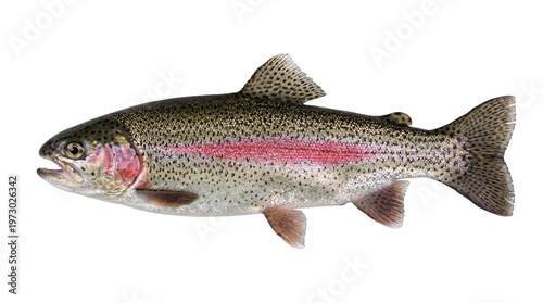 Cuadro en lienzo A detailed illustration of a rainbow trout featuring its signature pink stripe a