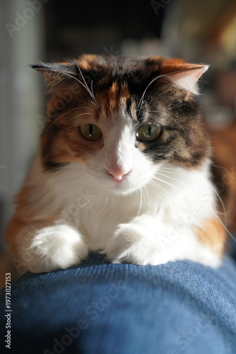 三毛猫