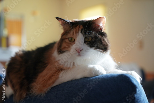 三毛猫