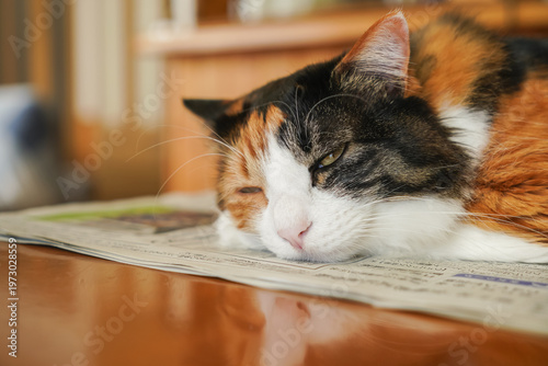 三毛猫