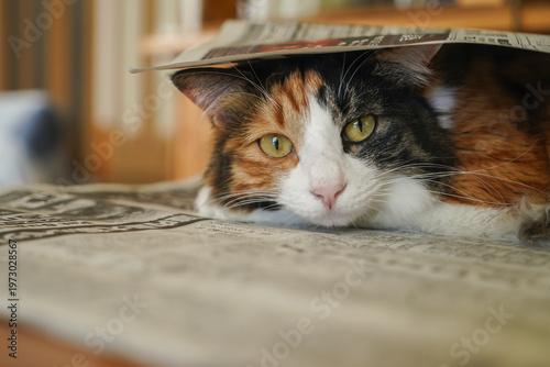 三毛猫