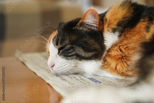 三毛猫