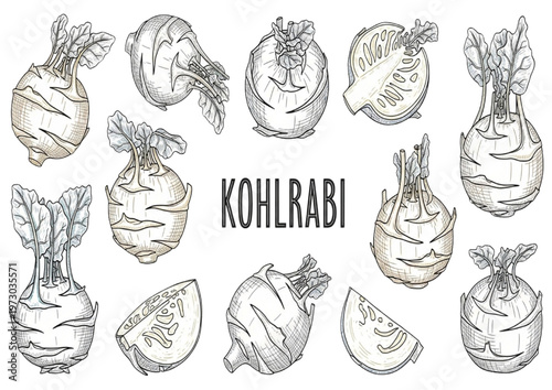 Hand-drawn kohlrabi illustrations set depicting organic whole and sliced vegetables in a natural sketch style