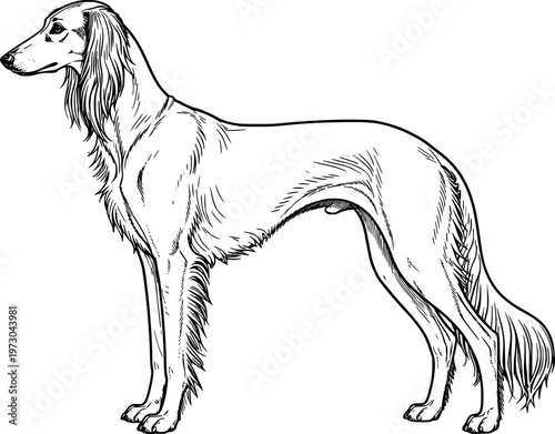 vector illustration of a saluki dog