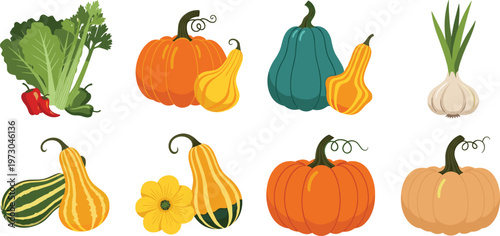 Pumpkin and squash vegetable collection with different varieties garlic and greens cartoon vector illustration set of autumn harvest food