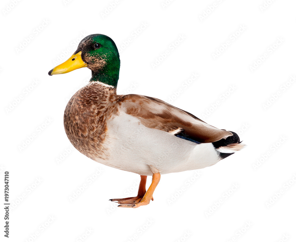 Obraz premium Mallard duck standing