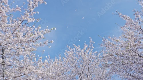 桜　桜吹雪　青空　スローモーション　4K