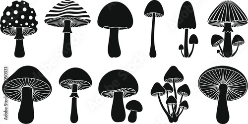 This title highlights both the quantity (12 mushrooms) and the natural, botanical theme — perfect for Adobe Stock buyers interested in nature, fungi, or decorative design.