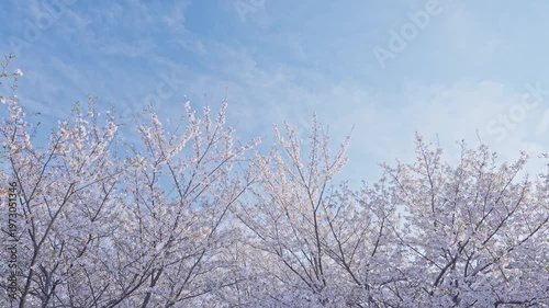 桜　桜吹雪　青空　スローモーション　4K