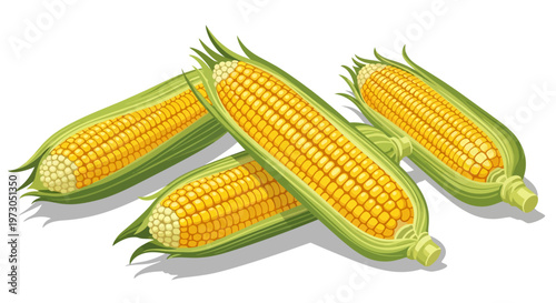Fresh corn cobs with green husks on white background