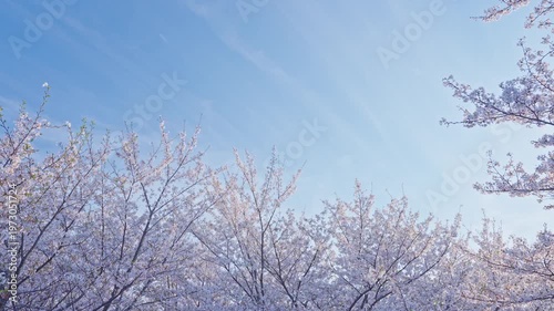 桜　桜吹雪　青空　スローモーション　4K