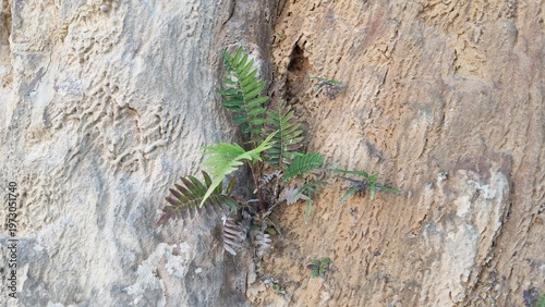 Slika na platnu Small Green Plant Growing on Sand Cliff Surface, Nature Survival Concept