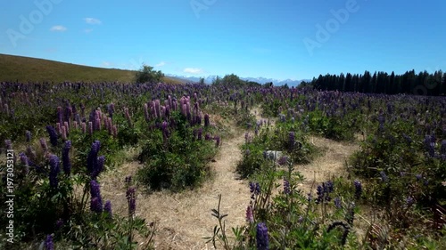 Walking Through Lupin Meadow New Zealand