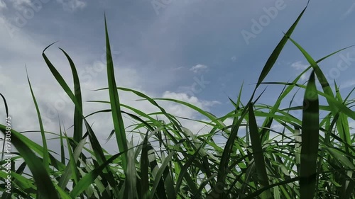 Lush green cogon grass swaying against a bright blue sky with scattered white clouds.