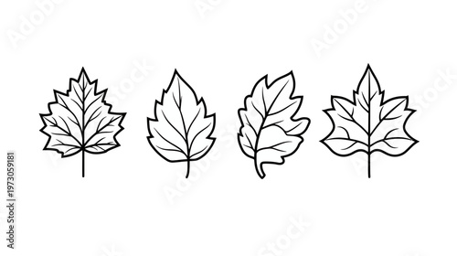 Four stylized black-and-white drawings of different leaves on a plain white background