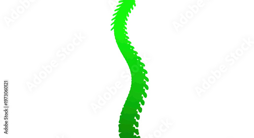 Vibrant Green Human Spine Vertebrae Medical Illustration Isolated
