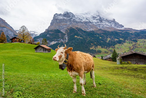 Simmental cows grazing in autumn meadow with traditional chalets and Eiger mountain peaks background. Grindelwald, Canton of Bern, Switzerland.