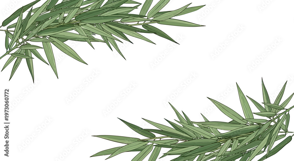 Obraz premium Delicate green branches with slender leaves frame a white background
