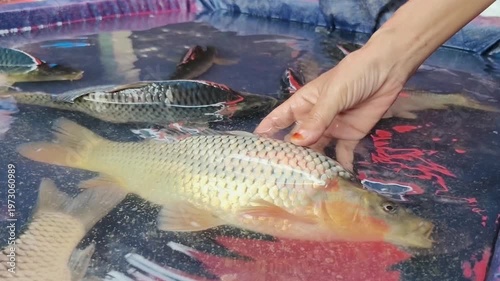 A hand is selecting fish from a blue plastic pond in a traditional market. 