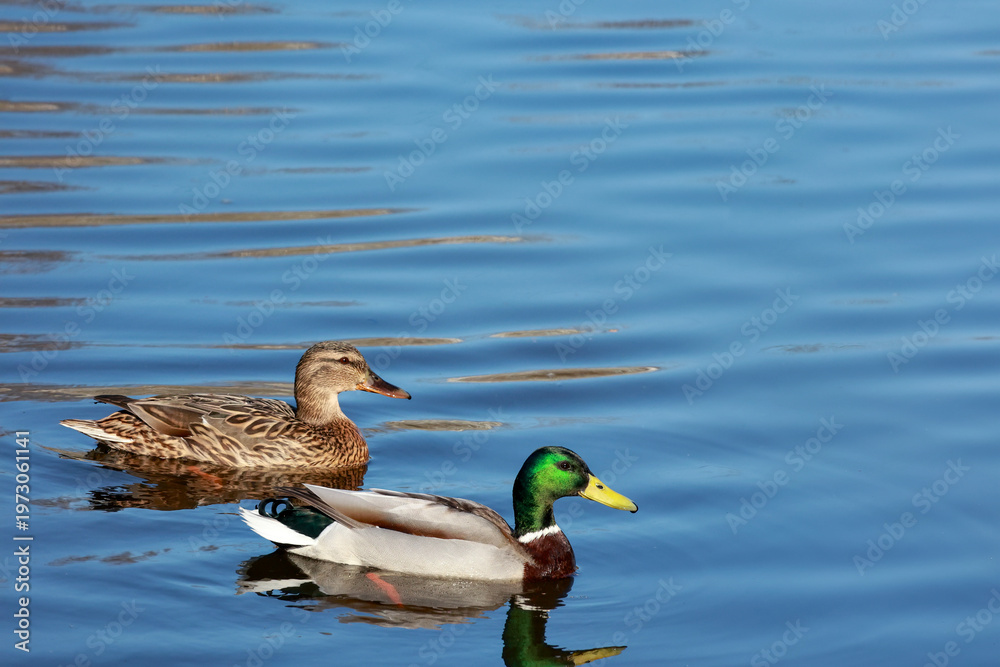 Fototapeta premium Pair of mallard ducks swimming in blue water