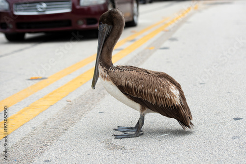 Картината върху платно Pelican stands on urban road near traffic