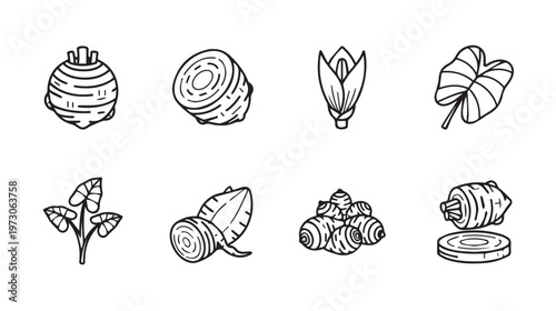 Root Vegetable Icons Set: Taro Yam Ginger and Leaves Line Art